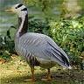 غاز هندی (Bar headed goose)