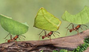 مورچه کارگر