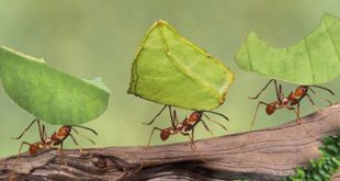 مورچه کارگر