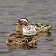خوتکا ی سفید(Garganey)