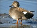 اردک ارده ای (Gadwall)