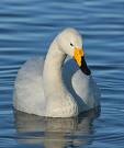 پرندگان - قوی فریاد کش (whooper swan)