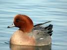 گیلار (Wigeon)