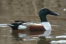 نوک پهن (Shoveler)
