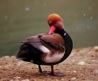 پرندگان - اردک تاج دار (Red crested pochard)