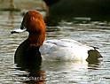 اردک سر حنایی(Pochard)