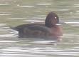 اردک بلوطی (Ferruginous duck)
