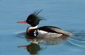 مرگوس کاکلی(Red –breasted merganser)