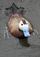 اردک سر سفید (White-headed duck)