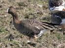 غاز پیشانی سفید کوچک (Lesser white fronted goose)