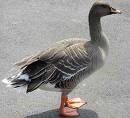 غاز پا زرد (Bean goose)