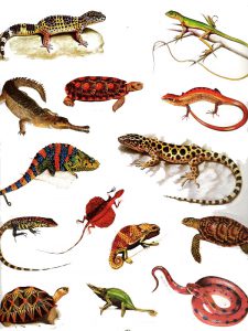 مهره داران ( خزندگان )