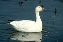 غاز برفی (Snow goose)