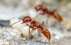 مورچه قرمز برده دار