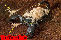 تولید مثل عقرب